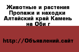 Животные и растения Пропажи и находки. Алтайский край,Камень-на-Оби г.